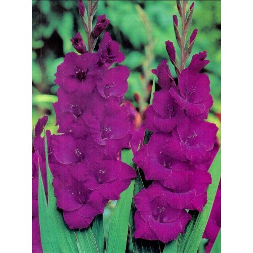 Gladiolus - Mieczyk Niebieski 5szt.