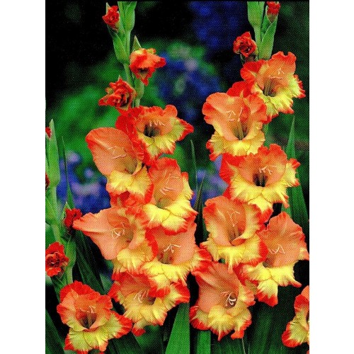 Gladiolus - Mieczyk Wielokwiatowy Princess Margaret Rose 5szt.
