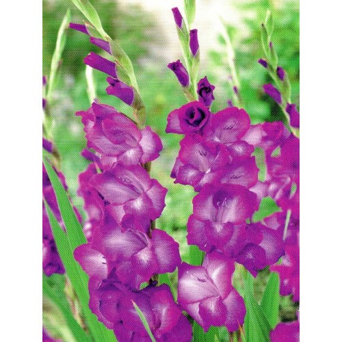 Gladiolus - Mieczyk Wielokwiatowy Purple Flora 5szt.