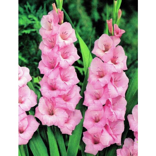 Gladiolus - Mieczyk Różowy 5szt.