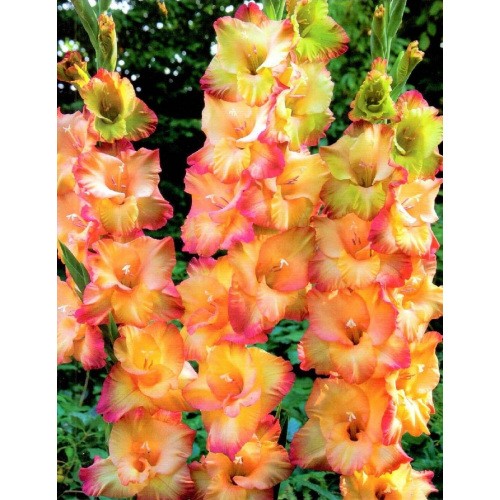 Gladiolus - Mieczyk Wielokwiatowy Shooter 5szt.