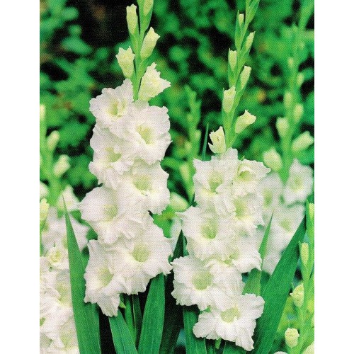 Gladiolus - Mieczyk Karbowany Snowy Ruffle 5szt.