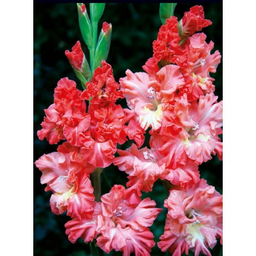 Gladiolus - Mieczyk Karbowany You Two Frizzle 5szt.