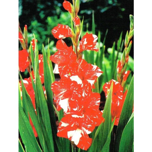 Gladiolus - Mieczyk Wielokwiatowy Zizanie 5szt.