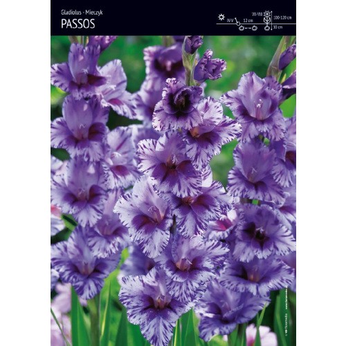 Gladiolus - Mieczyk Passos 5szt.