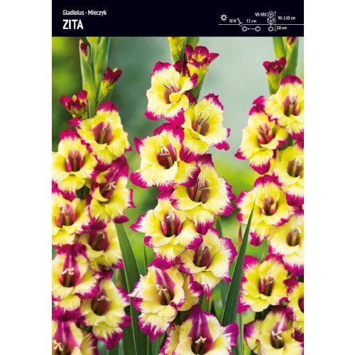 Gladiolus - Mieczyk Drobnokwiatowy Zita 5szt.