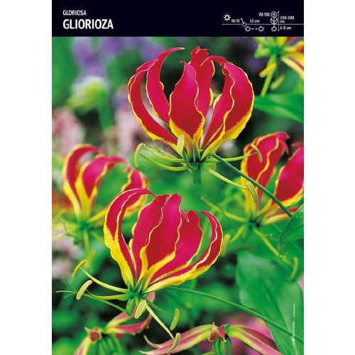 Gloriosa Cebulka 1szt.