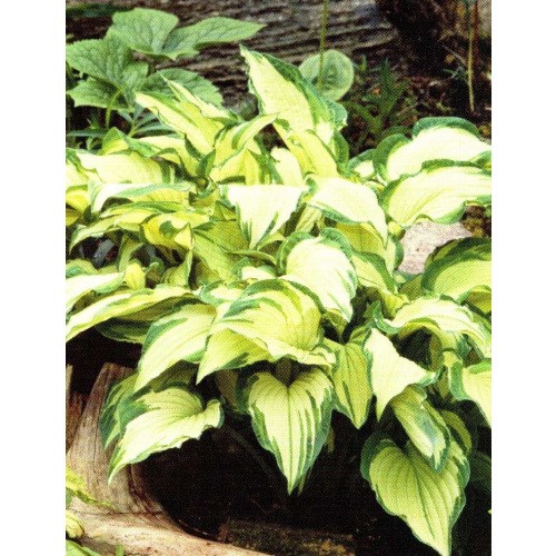 Hosta - Funkia Albopicta 1szt