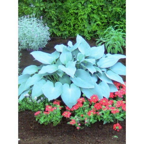 Hosta - Funkia Canadian Blue 1szt.