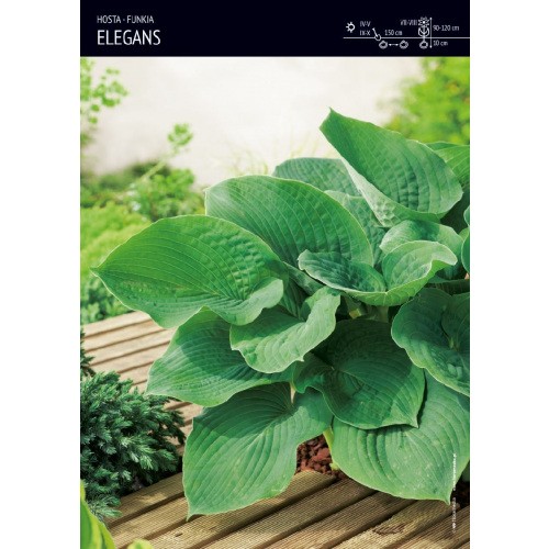 Hosta - Funkia Elegans 1szt.