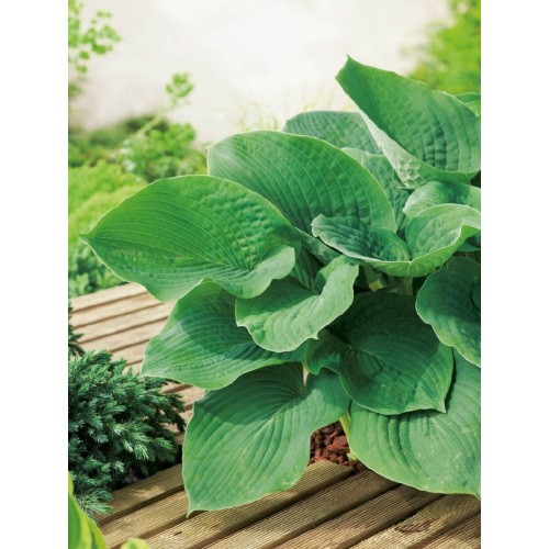Hosta - Funkia Elegans 1szt.