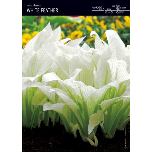 Hosta - Funkia White Feather 1szt.