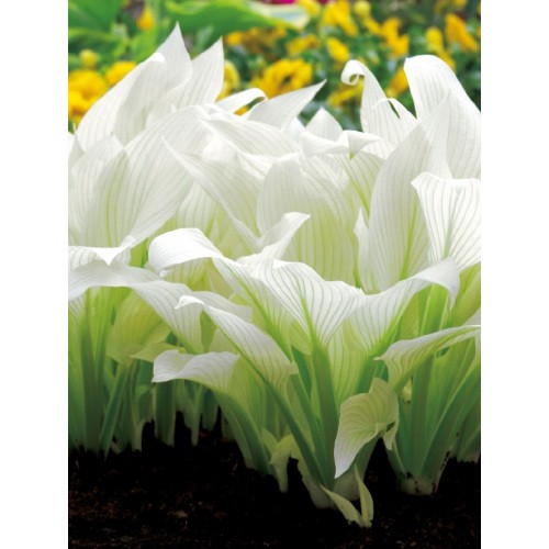 Hosta - Funkia White Feather 1szt.