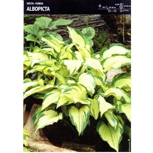 Hosta - Funkia Albopicta 1szt