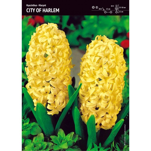 Hiacynt City Of Haarlem Żółty Cebulka 3szt
