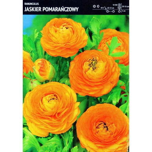 Ranunculus Jaskier Pomarańczowy Cebulka 5szt