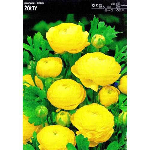 Ranunculus Jaskier Żółty Cebulka 5szt