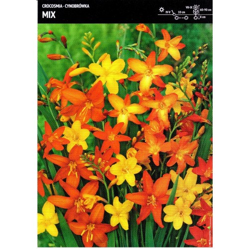 Crocosmia - Cynobrówka Mix Cebulka 10szt.