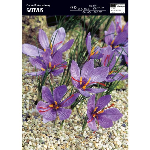 Krokus Jesienny Sativus Cebulka 5szt