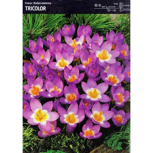 Krokus Tricolor Cebulka 10szt