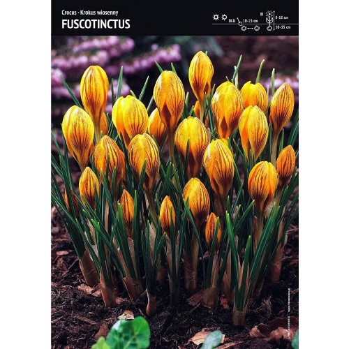 Krokus Fuscotinctus 10szt