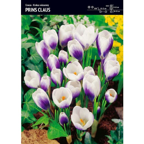 Krokus Prins Claus Cebulka 10szt