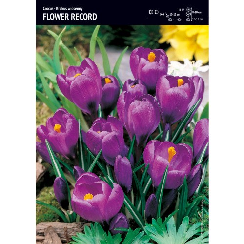 Krokus Wielkokwiatowy Flower Record Cebulka 10szt