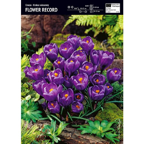 Krokus Wielkokwiatowy Flower Record Cebulka 10szt