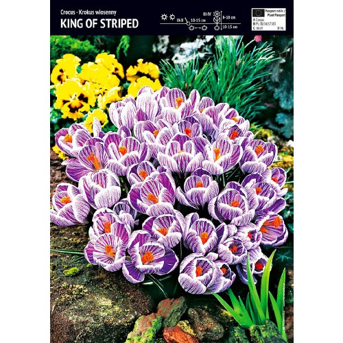 Krokus Wielokwiatowy King Of Striped Cebulka 10szt