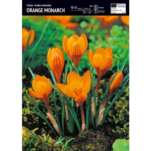 Krokus Orange Monarch Cebulka 10szt