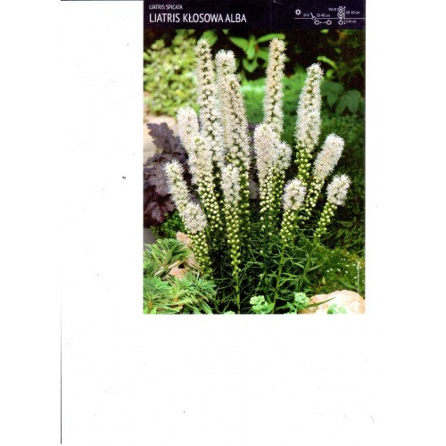 Liatris Spicata Alba - Liatra Biała Cebulka 10szt.