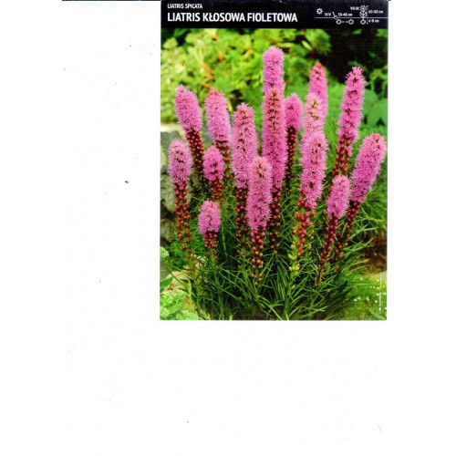 Liatris Spicata - Liatra Fioletowa Cebulka 10szt.