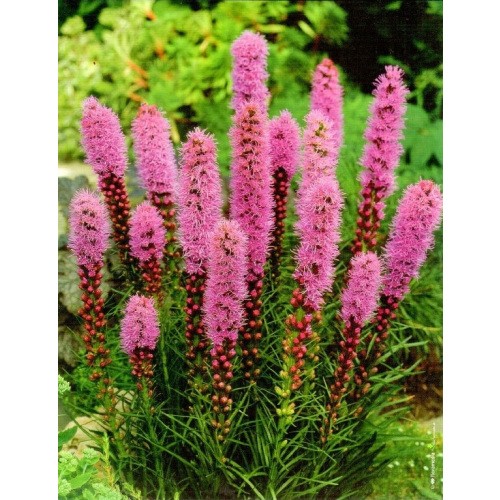 Liatris Spicata - Liatra Fioletowa Cebulka 10szt.