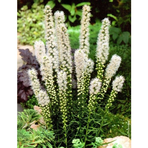 Liatris Spicata Alba - Liatra Biała Cebulka 10szt.