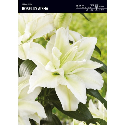 Lilia Pełna Roselily Aisha 1szt.