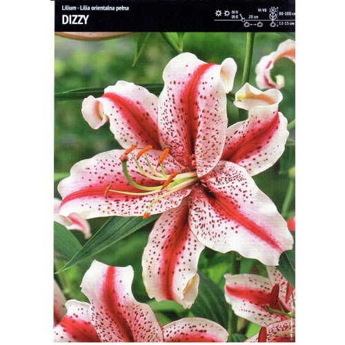 Lilia Orientalna Dizzy 1szt.