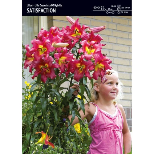Lilia Drzewiasta Satisfaction Cebulka 1szt