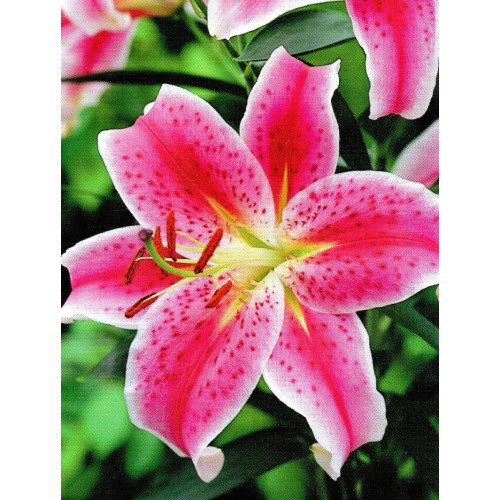Lilia Orientalna Stargazer 1szt.