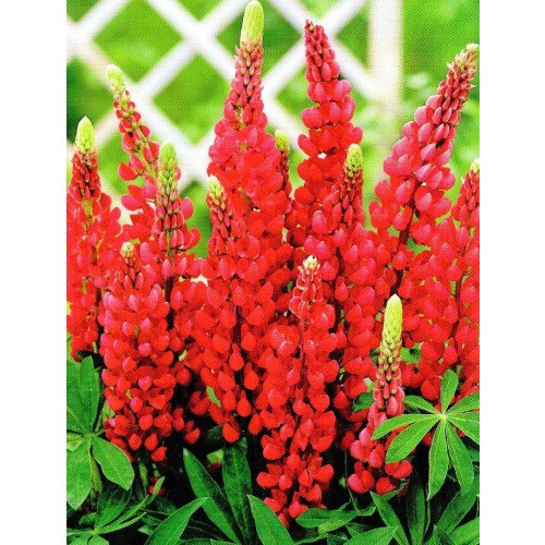 Lupinus - Łubin Czerwony 1szt.