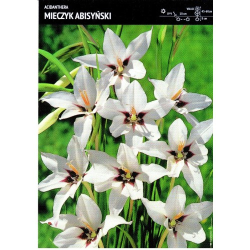 Acidanthera - Mieczyk Abisyński Cebulka 10szt.