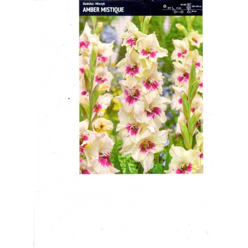 Gladiolus - Mieczyk Wielokwiatowy Amber Mistique 5szt.
