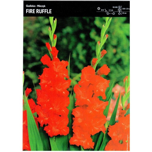 Gladiolus - Mieczyk Karbowany Fire Ruffle 5szt.