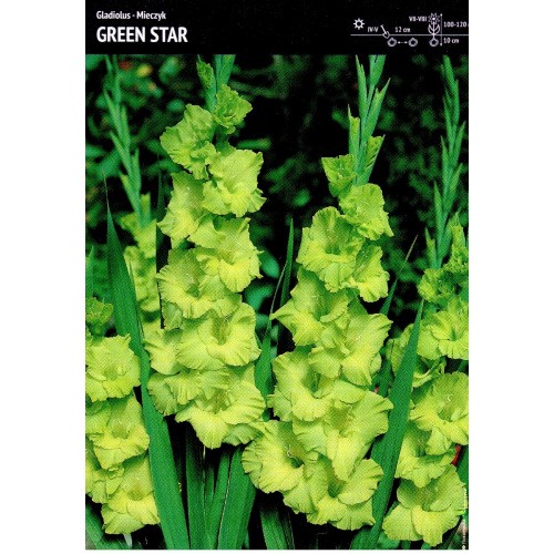 Gladiolus - Mieczyk Wielokwiatowy Green Star 5szt.