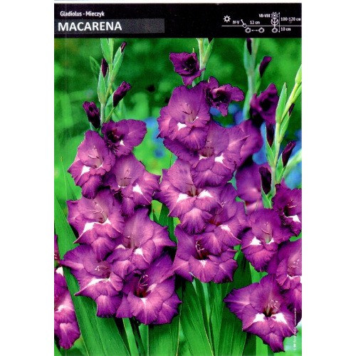Mieczyk Wielokwiatowy Macarena Mieczyk Gladiola 5szt. 