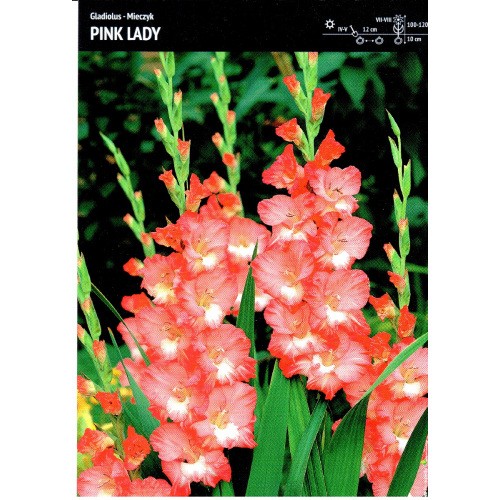 Gladiolus - Mieczyk Wielokwiatowy Pink Lady 5szt.