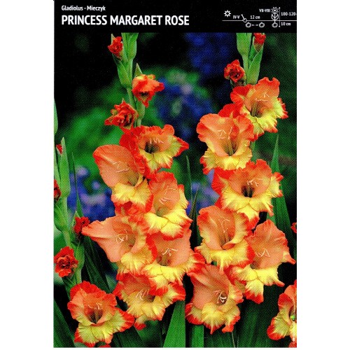 Gladiolus - Mieczyk Wielokwiatowy Princess Margaret Rose 5szt.