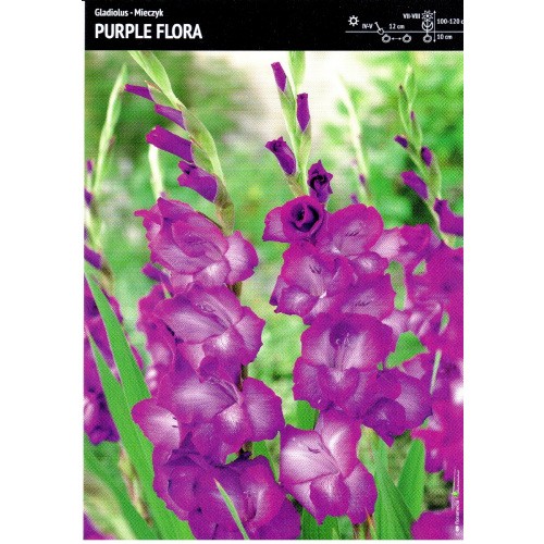 Gladiolus - Mieczyk Wielokwiatowy Purple Flora 5szt.