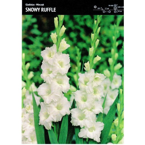 Gladiolus - Mieczyk Karbowany Snowy Ruffle 5szt.