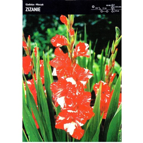 Gladiolus - Mieczyk Wielokwiatowy Zizanie 5szt.