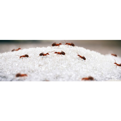 Środek Na Mrówki Granulat Na Mrówki 120g Substral Długo Działający